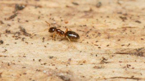 Plagiolepis sp.